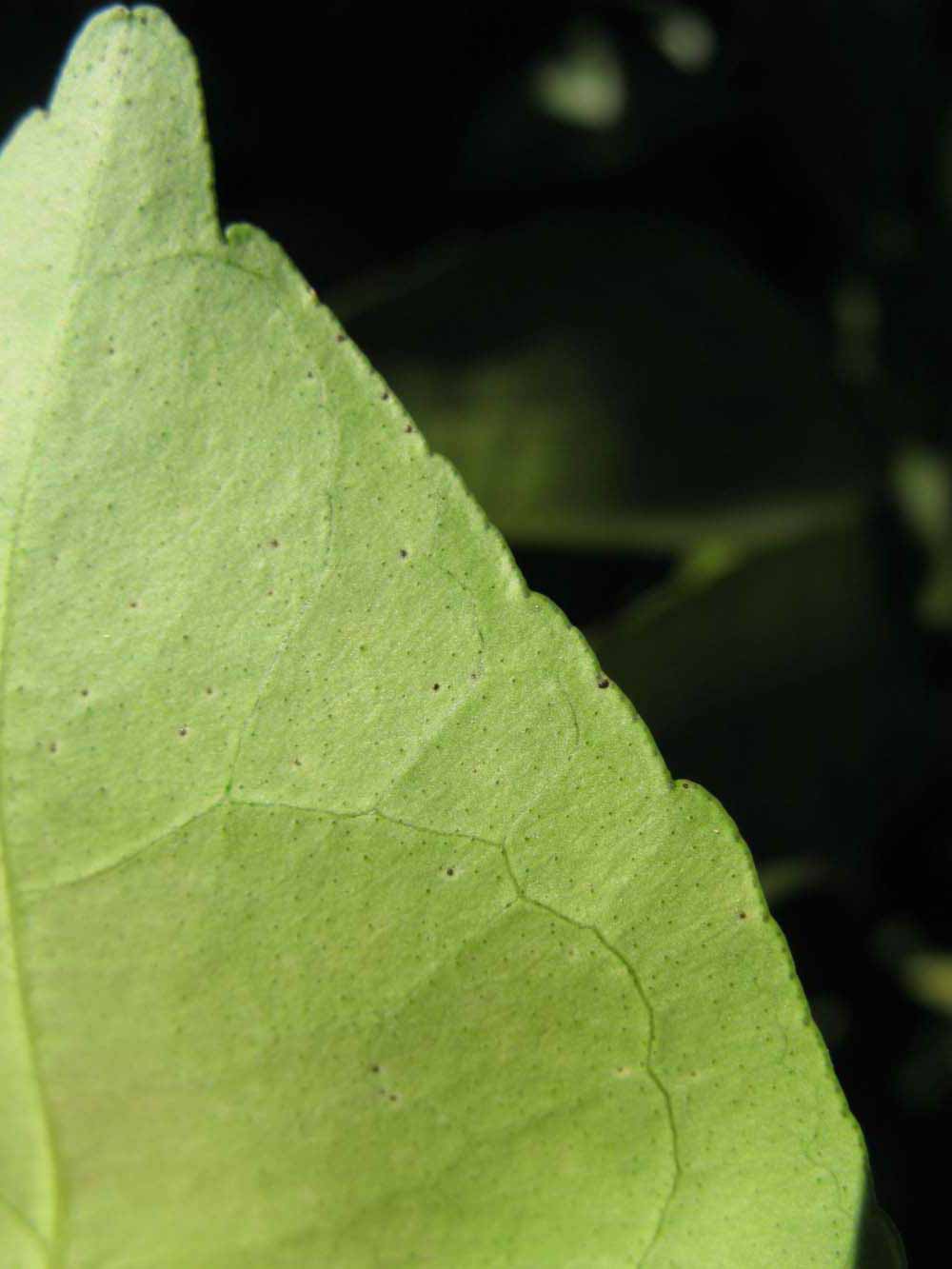              Margin (Winter Haven, FL)       